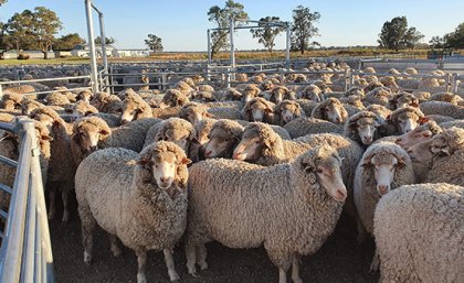 Flock of sheep standing close together looking in direction of camera 